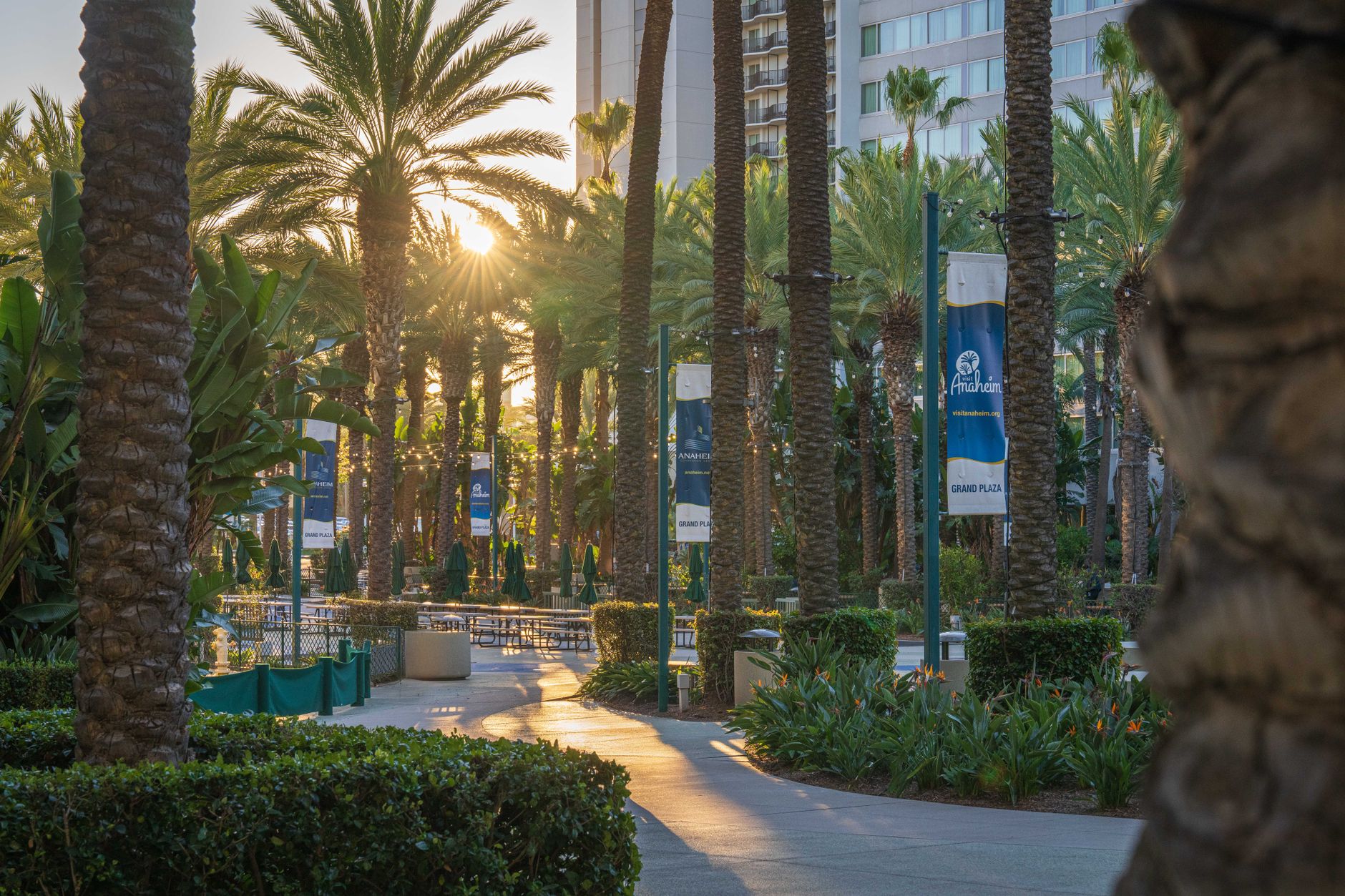 Local SEO in Anaheim, CA near Anaheim Resort District | OCWebPros. Serene sunset view at Anaheim Plaza with palm trees and lu