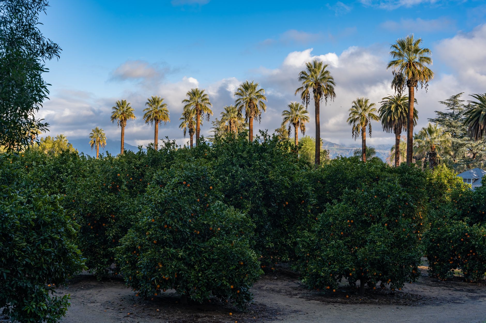 Local SEO in Garden Grove, CA near Brookhurst Street corridor | OCWebPros