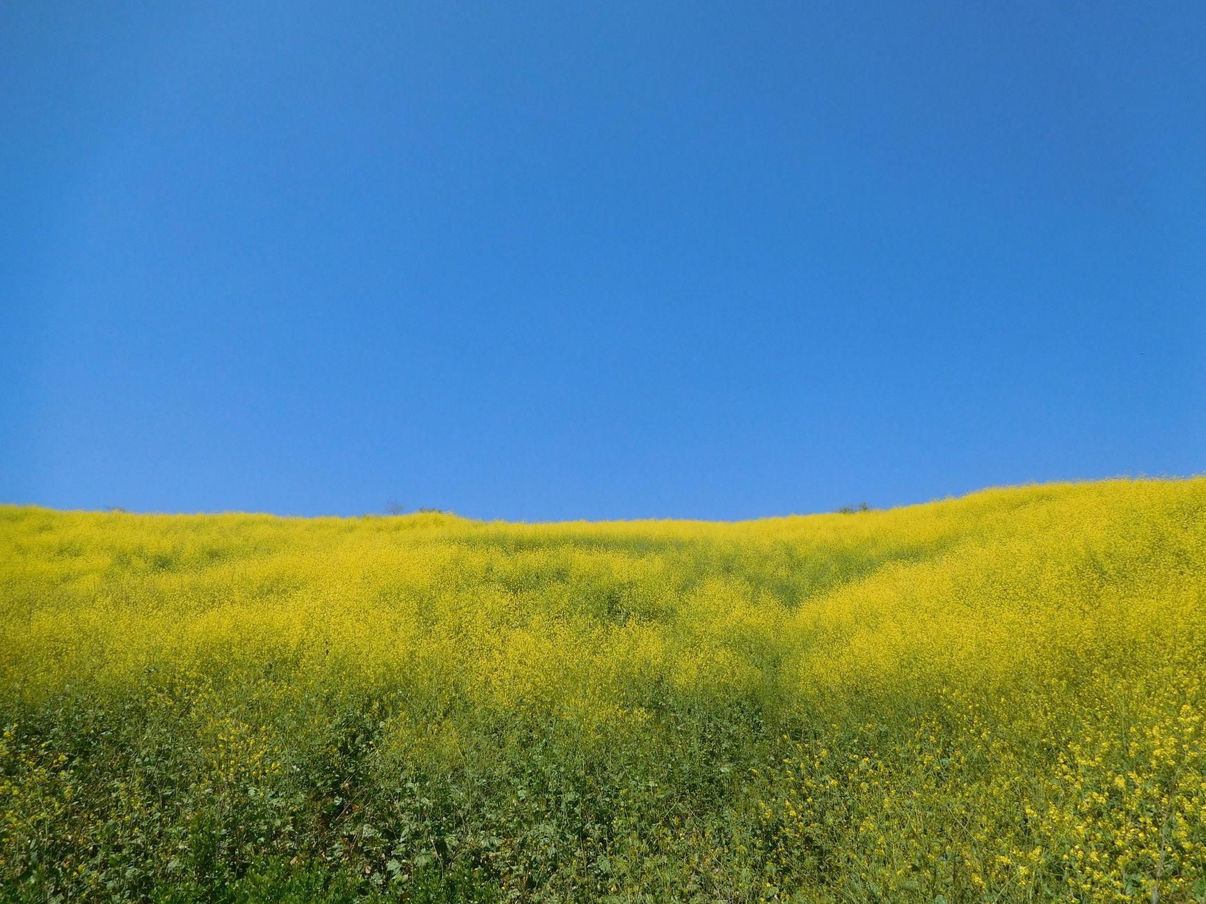Local SEO in Laguna Niguel, CA near Laguna Niguel Regional Park area | OCWebPros. Expansive mustard field in Laguna Niguel, C