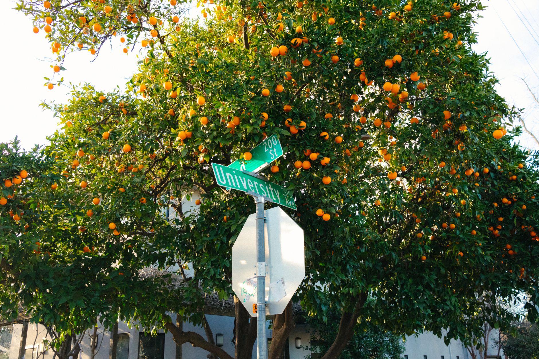 Local SEO in Orange, CA near Old Towne Orange & Plaza | OCWebPros. Vibrant orange tree with street signs on University Avenue