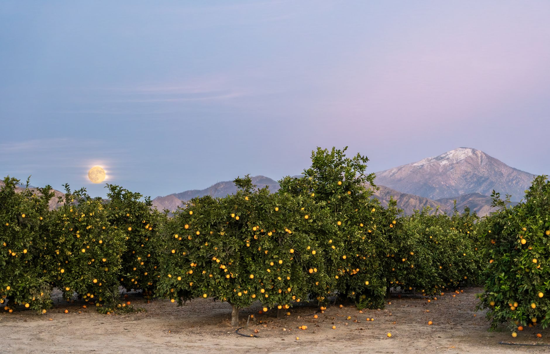 Local SEO in Orange, CA near Old Towne Orange & Plaza | OCWebPros. Orange grove under a full moon with mountains in Redlands,