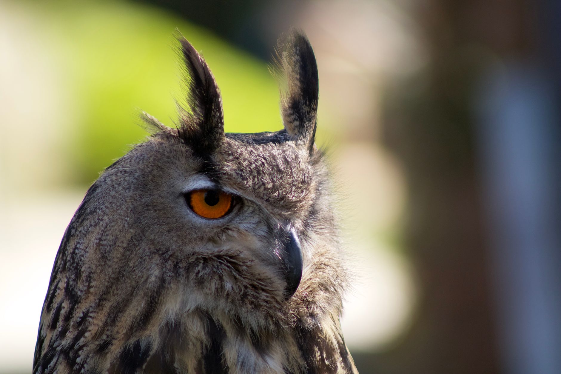 Local SEO in San Juan Capistrano, CA near Ortega Highway corridor | OCWebPros. Close-up portrait of a Great Horned Owl with b